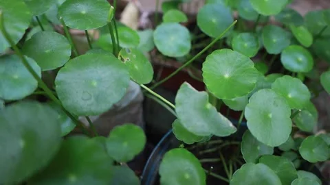 Centella asiatica Stock Footage 292192133
