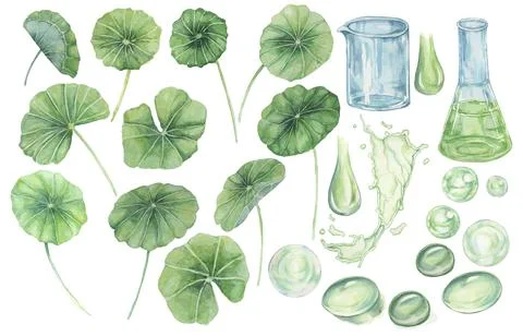Centella asiatica, gotu cola leaf, beaker, flask, green splashes, drops and Stock Illustration
