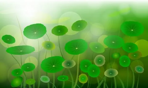 Centella Asiatica Stock Illustration