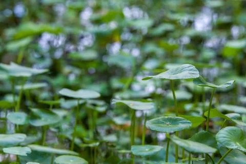 Centella asiatica leaf Stock-Fotos