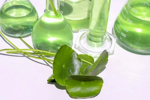 Centella asiatica leaves 스톡 사진