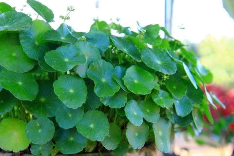 Centella asiatica. Stock Photos