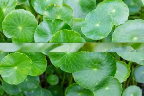 Centella asiatica Stock Photos