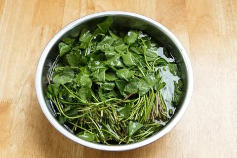 Centella asiatica. Stock Photos