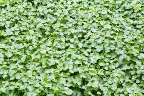 Centella asiatica Stock Photos