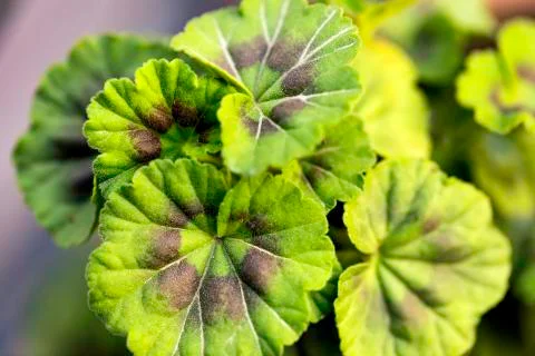 Centella asiatica Stock-Fotos