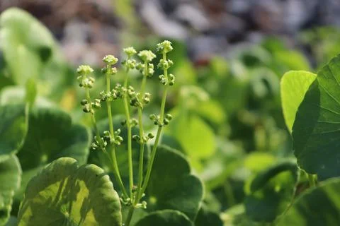 Centella asiatica 스톡 사진