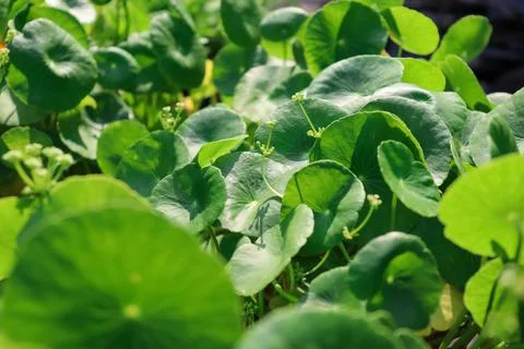 Centella asiatica Stockfoto's
