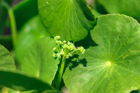 Centella asiatica Stock Photos