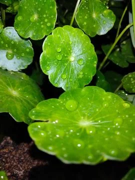 Centella asiatica 写真素材