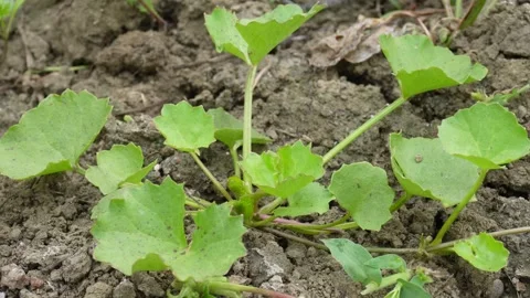 Centella asiatica plant is growing Stock Footage 304058621