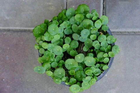 Centella asiatica plant herb tiny leaves growth in flowerpot Stock Photos