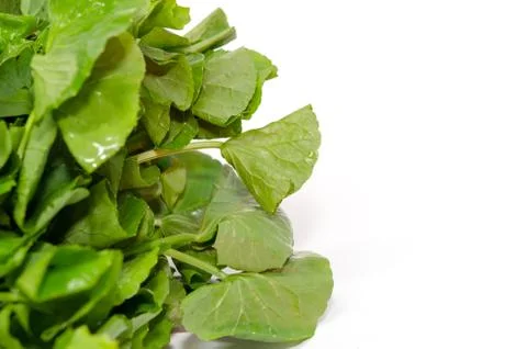 Centella asiatica vegetables Foto stock
