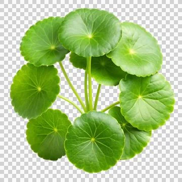 Centella-isolated-on-white-background Stock Photos