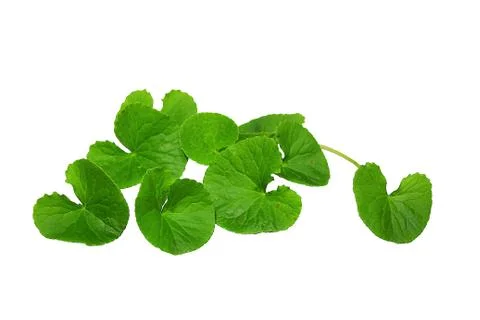 Centella Stock Photos