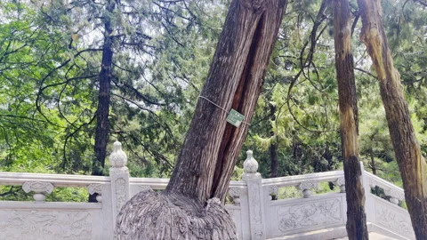 A Centenarian Ancient Tree Stock Footage 314596328