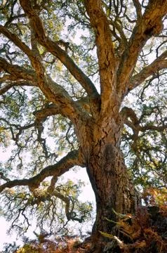 Centenarian cork tree Stock Photos
