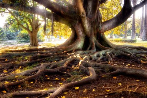Centenarian tree Stock Photos