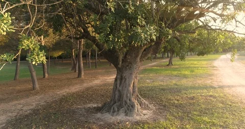 Centenary carob tree in the forest Stock Footage 124385482