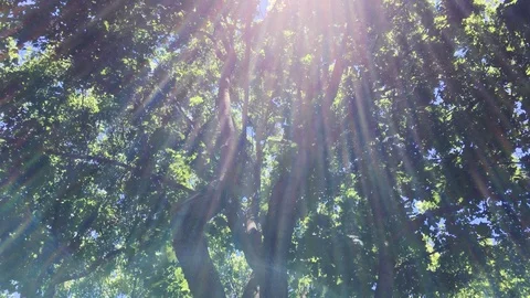 Centenary maple. The play of the rays of the bright  Stock Footage 109048384