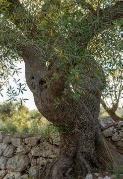 Centenary olive tree trunk Stock Photos