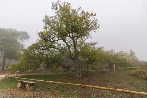Centenary walnut tree in the Sierra de Mariola Natural Park Stockfoto's