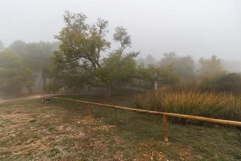Centenary walnut tree in the Sierra de Mariola Natural Park 스톡 사진