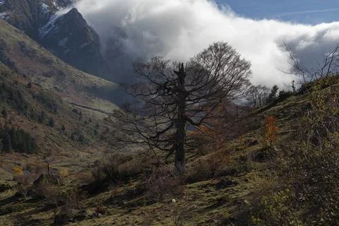 Centennial beech in the Aragonese Pyrenees Stock Photos