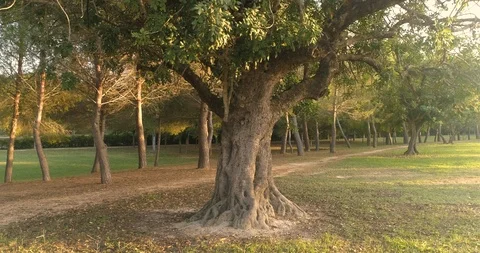 Centennial carob tree in Mediterranean forest Stock Footage 124385379