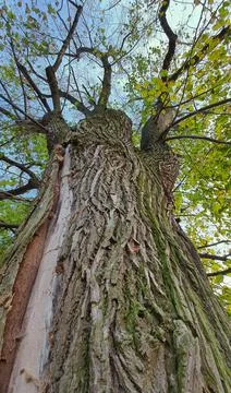 Centennial lime tree with a lightning scar on the trunk, close up. Stock Photos