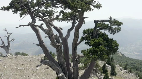 Centennial loricato pine tree pinus leucodermis in the Pollino national park Stock Footage 206348618