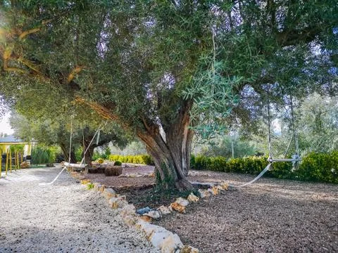 Centennial olive tree in garden Stock Photos