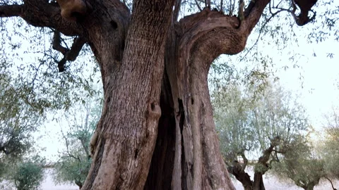 Centennial olive tree taken from below Stock Footage 161024001