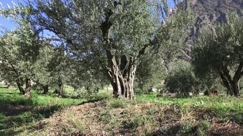 Centennial Olive Trees 動画素材 58831881