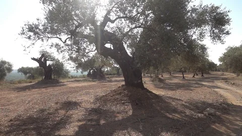 Centennial olive trees in San mateo, Via augusta de Castellon Video stock 113347505