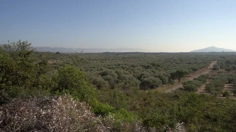 Centennial olive trees in San mateo, Via augusta de Castellon Stock Footage 113348096
