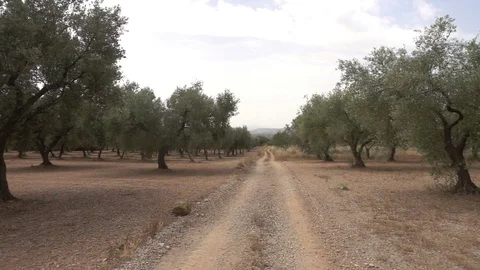 Centennial olive trees in San mateo, Via augusta de Castellon Stock Footage 113348769
