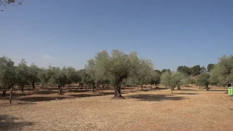 Centennial olive trees in San mateo, Via augusta de Castellon Stock Footage 113349415