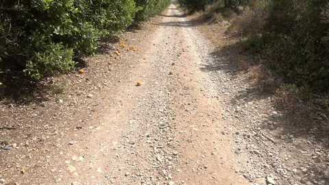 Centennial olive trees in San mateo, Via augusta de Castellon Stock Footage 113350325