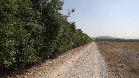 Centennial olive trees in San mateo, Via augusta de Castellon Stock Footage 113351218