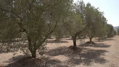 Centennial olive trees in San mateo, Via augusta de Castellon Stock Footage 113352483