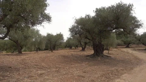 Centennial olive trees in San mateo, Via augusta de Castellon Stock Footage 113353612