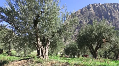 Centennial Olive Tres Stock Footage 58831900