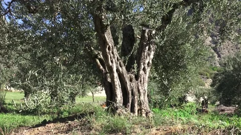 Centennial Olive Tres Stock Footage 58831906