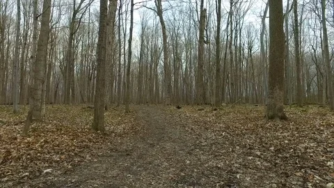 Centennial Park - Spring Forest ReGrowth &amp; ReVival (Montreal, Canada) Stock Footage 75820366