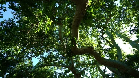 Centennial plane tree Stock Footage 112324505