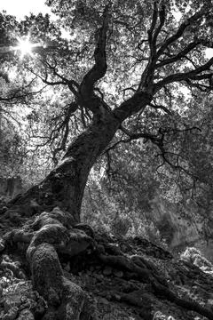 A centennial tree 2 Stock Photos