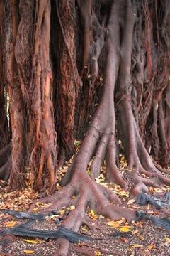Centennial trees in the world Stock Photos
