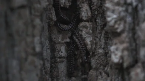 Centepedes in tree macro 01 Video stock 27150135