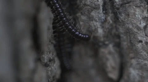 Centepedes in tree macro 02 Video stock 27150975